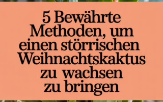 5 bewährte Methoden, um einen störrischen Weihnachtskaktus zum Wachsen zu bringen
