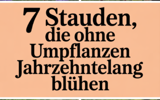 7 Stauden, die ohne Umpflanzen jahrzehntelang blühen
