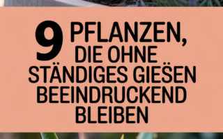 9 Pflanzen, die ohne ständiges Gießen beeindruckend bleiben
