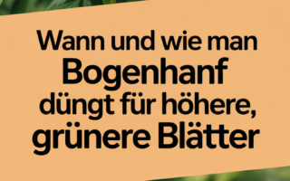 Wann und wie man Bogenhanf düngt für höhere, grünere Blätter