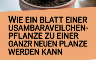 Wie ein Blatt einer Usambaraveilchen-Pflanze zu einer ganz neuen Pflanze werden kann