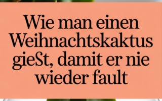 Wie man einen Weihnachtskaktus gießt, damit er nie wieder fault