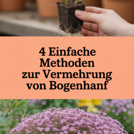 4 Einfache Methoden zur Vermehrung von Bogenhanf