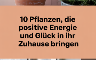 10 Pflanzen, die positive Energie und Glück in Ihr Zuhause bringen