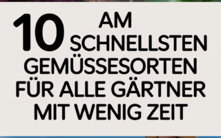 10 am schnellsten wachsende Gemüsesorten für alle Gärtner mit wenig Zeit