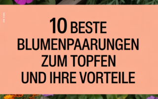 10 beste Blumenpaarungen zum Topfen und ihre Vorteile