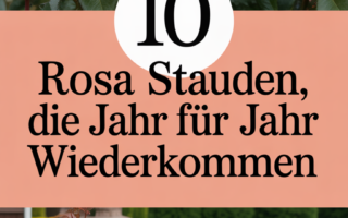 10 rosa Stauden, die Jahr für Jahr wiederkommen
