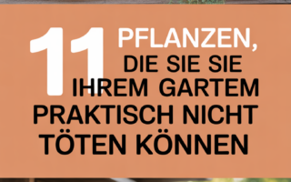 11 Pflanzen, die Sie in Ihrem Garten praktisch nicht töten können