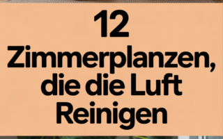 12 Zimmerpflanzen, die die Luft reinigen