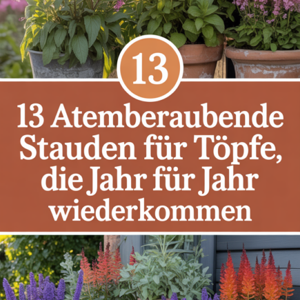 13 Atemberaubende Stauden für Töpfe, die Jahr für Jahr wiederkommen
