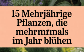 15 mehrjährige Pflanzen, die mehrmals im Jahr blühen