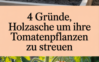 4 Gründe, Holzasche um Ihre Tomatenpflanzen zu streuen