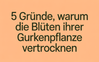 5 Gründe, warum die Blüten Ihrer Gurkenpflanze vertrocknen