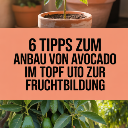 6 Tipps zum Anbau von Avocado im Topf und zur Fruchtbildung