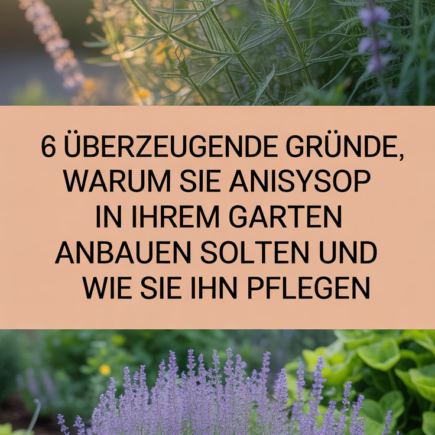 6 überzeugende Gründe, warum Sie Anisysop in Ihrem Garten anbauen sollten und wie Sie ihn pflegen