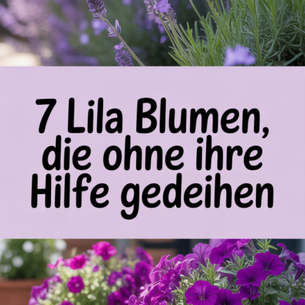 7 lila Blumen, die ohne Ihre Hilfe gedeihen