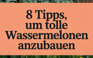 8 Tipps, um tolle Wassermelonen anzubauen