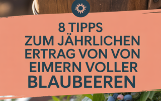 8 Tipps zum jährlichen Ertrag von Eimern voller Blaubeeren