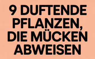 9 Duftende Pflanzen, die Mücken abweisen