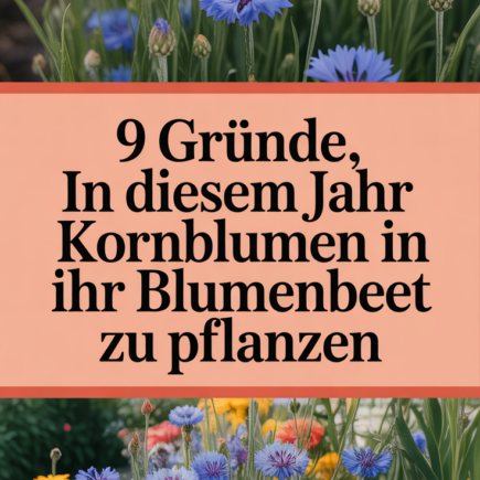 9 Gründe, in diesem Jahr Kornblumen in Ihr Blumenbeet zu pflanzen