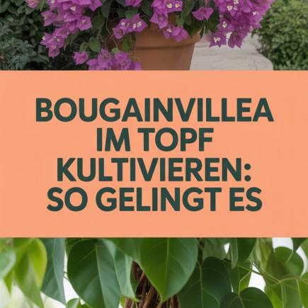 Bougainvillea im Topf kultivieren: So gelingt es