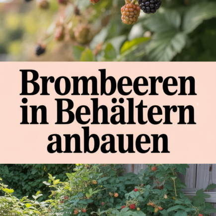 Brombeeren in Behältern anbauen