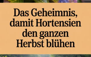 Das Geheimnis, damit Hortensien den ganzen Herbst blühen