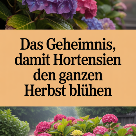 Das Geheimnis, damit Hortensien den ganzen Herbst blühen