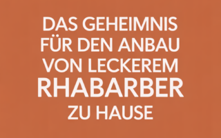 Das Geheimnis für den Anbau von leckerem Rhabarber zu Hause