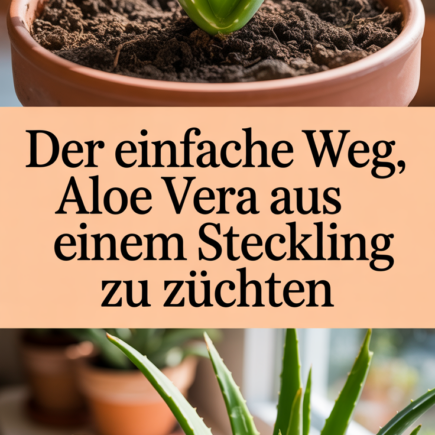 Der einfache Weg, Aloe Vera aus nur einem Steckling zu züchten