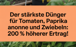 Der stärkste Dünger für Tomaten, Paprika und Zwiebeln: 200 % höherer Ertrag!