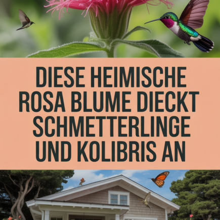 Diese heimische rosa Blume zieht Schmetterlinge und Kolibris an