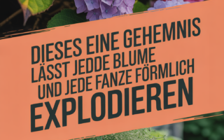 Dieses eine Geheimnis lässt jede Blume und jede Pflanze förmlich explodieren