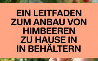 Ein Leitfaden zum Anbau von Himbeeren zu Hause in Behältern