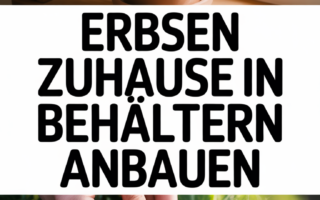 Erbsen zuhause in Behältern anbauen