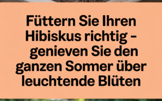 Füttern Sie Ihren Hibiskus richtig – Genießen Sie den ganzen Sommer über leuchtende Blüten