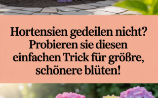 Hortensien gedeihen nicht? Probieren Sie diesen einfachen Trick für größere, schönere Blüten!