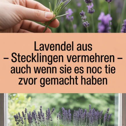 Lavendel aus Stecklingen vermehren – auch wenn Sie es noch nie zuvor gemacht haben