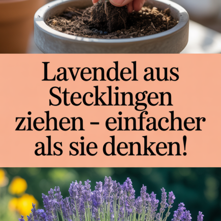 Lavendel aus Stecklingen ziehen – einfacher als Sie denken!