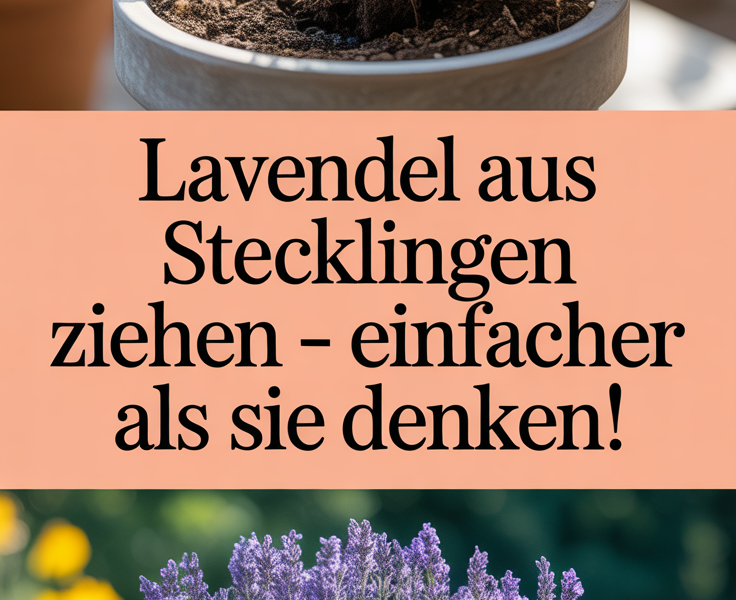 Lavendel aus Stecklingen ziehen – einfacher als Sie denken!