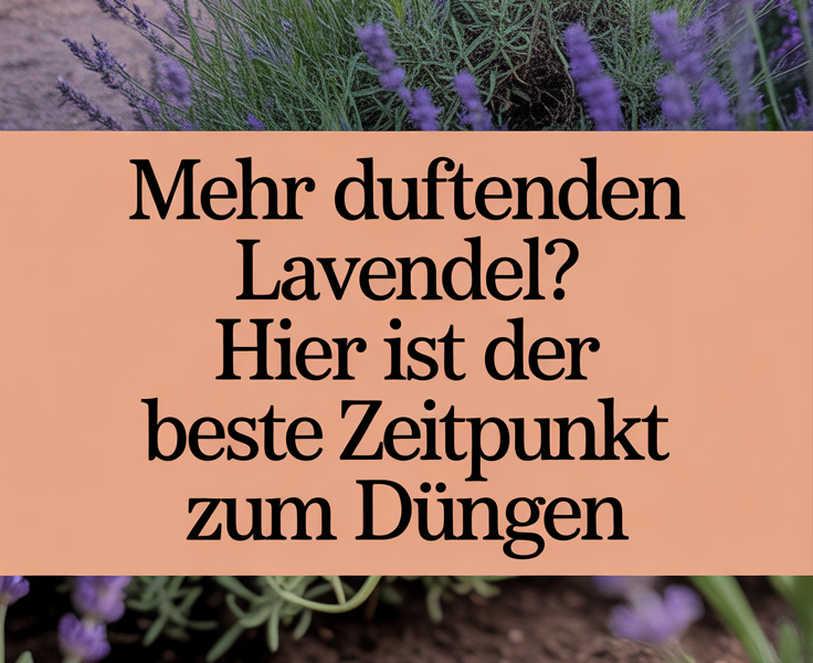 Mehr duftenden Lavendel? Hier ist der beste Zeitpunkt zum Düngen