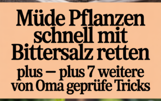 Müde Pflanzen schnell mit Bittersalz retten – plus 7 weitere von Oma geprüfte Tricks
