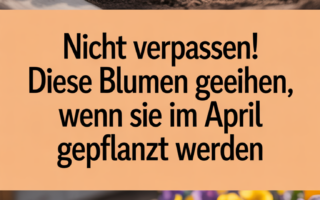 Nicht verpassen! Diese Blumen gedeihen, wenn sie im April gepflanzt werden