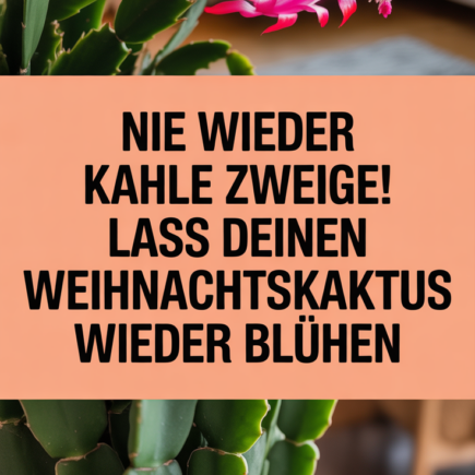 Nie wieder kahle Zweige! Lass deinen Weihnachtskaktus wieder blühen