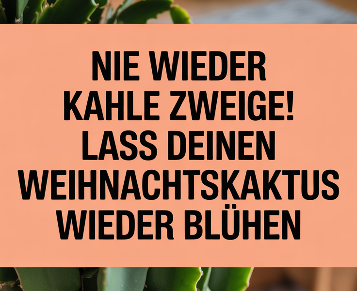 Nie wieder kahle Zweige! Lass deinen Weihnachtskaktus wieder blühen