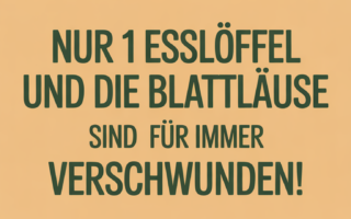 Nur 1 Esslöffel und die Blattläuse sind für immer verschwunden!