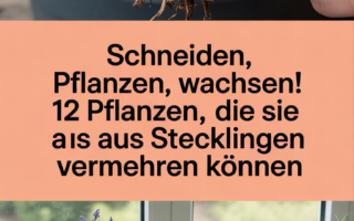 Schneiden, Pflanzen, Wachsen! 12 Pflanzen, die Sie aus Stecklingen vermehren können