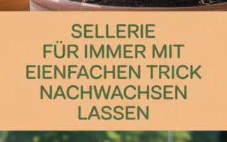 Sellerie für immer mit diesem einfachen Trick nachwachsen lassen