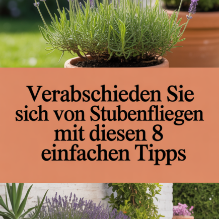 Verabschieden Sie sich von Stubenfliegen mit diesen 8 einfachen Tipps