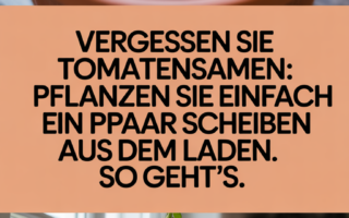 Vergessen Sie Tomatensamen: Pflanzen Sie einfach ein paar Scheiben aus dem Laden. So geht’s.